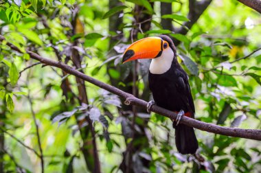 Tukan, milli park Iguazu, Brezilya 