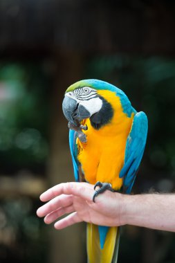 papağan kuş Parkı, Iguazu, Brezilya 