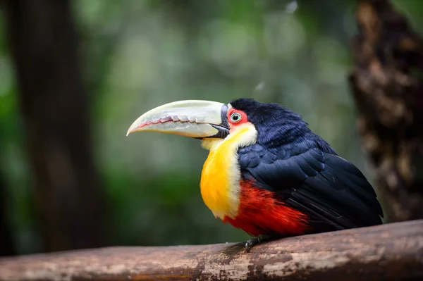 Toucan, εθνικό πάρκο iguazu, Βραζιλία — Φωτογραφία Αρχείου