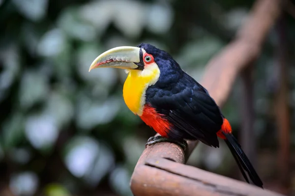 Toucan, εθνικό πάρκο iguazu, Βραζιλία — Φωτογραφία Αρχείου