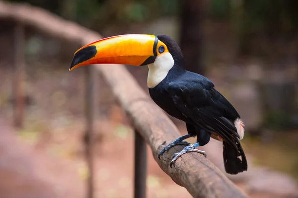 Toucan, εθνικό πάρκο iguazu, Βραζιλία — Φωτογραφία Αρχείου