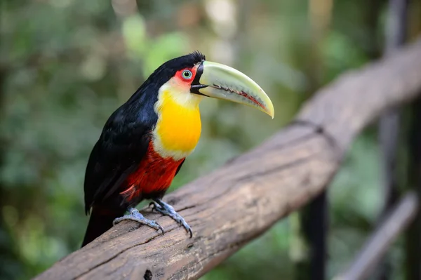 Toucan, iguazu national park, Brésil — Stock fotografie