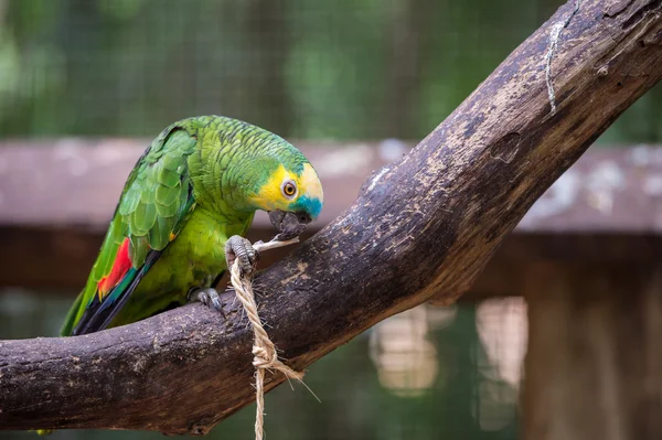 Parrot in bird park, Iguazu, Brazil — Stock Photo, Image