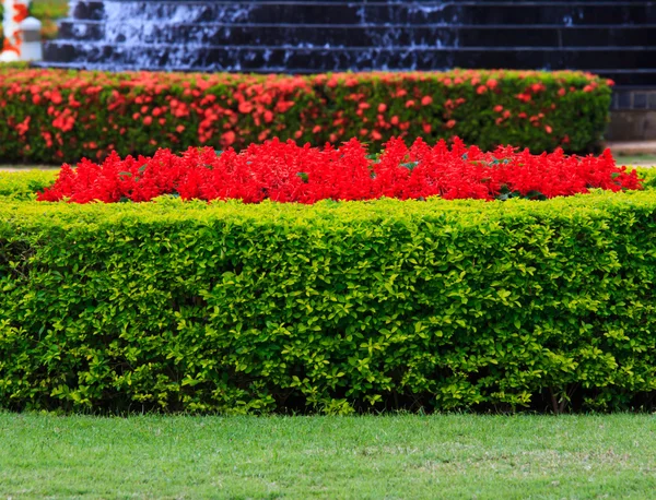 Foto van tuin — Stockfoto