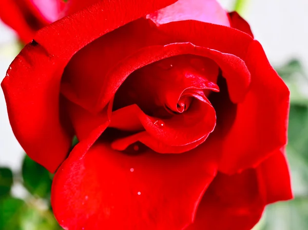 Obraz červená růže — Stock fotografie