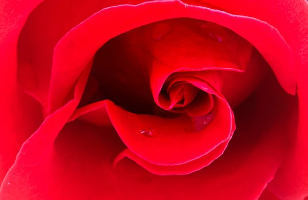 Image of red rose — Stock Photo, Image