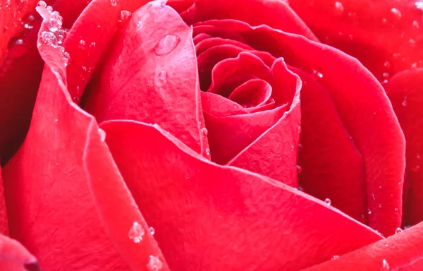 Image of red rose — Stock Photo, Image