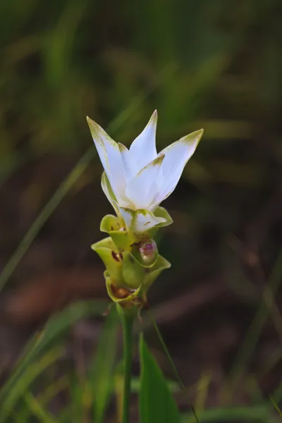 Blume — Stockfoto