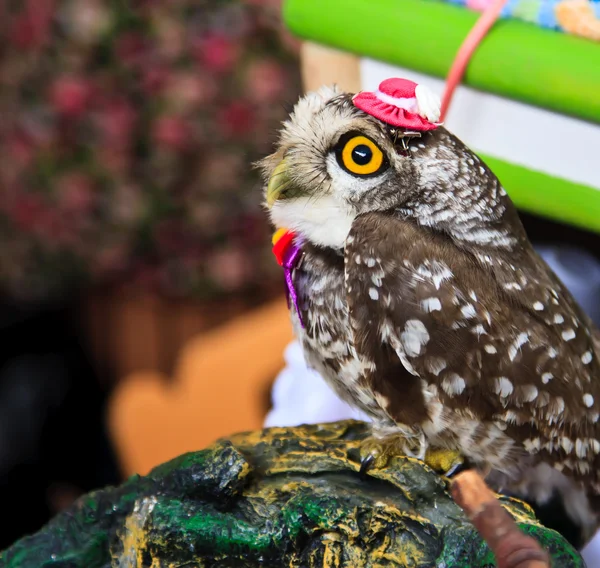 Portrait of a great horned Owl — Stock Photo, Image