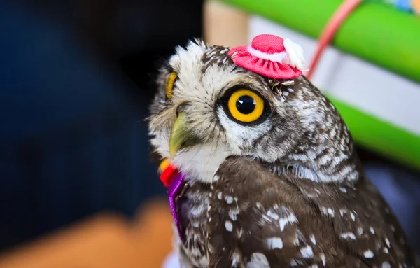 Portrait of a great horned Owl — Stock Photo, Image