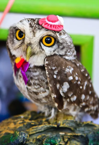 Portrait of a great horned Owl — Stock Photo, Image