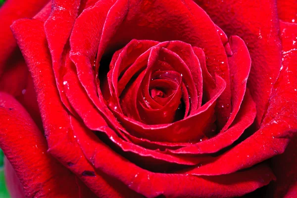 Image of red rose — Stock Photo, Image