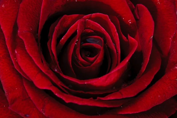 Image de rose rouge — Photo