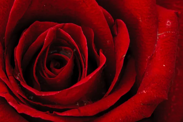 Εικόνα του κόκκινο τριαντάφυλλο — Φωτογραφία Αρχείου