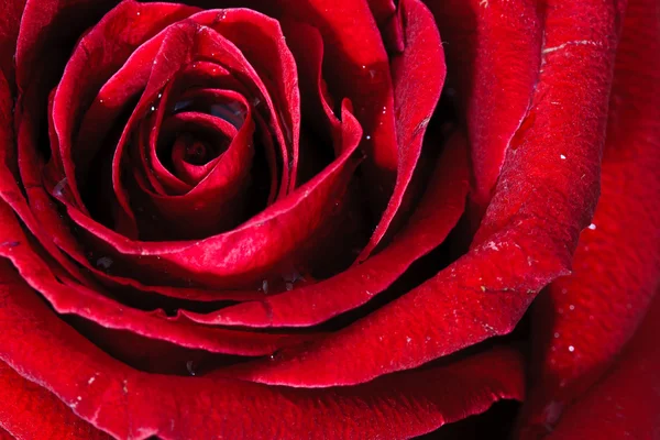 Εικόνα του κόκκινο τριαντάφυλλο — Φωτογραφία Αρχείου