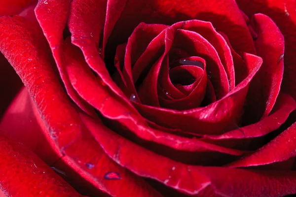 Image of red rose — Stock Photo, Image