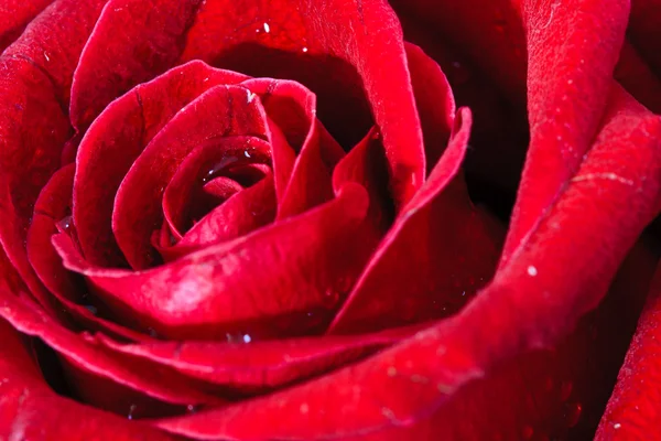 Image of red rose — Stock Photo, Image