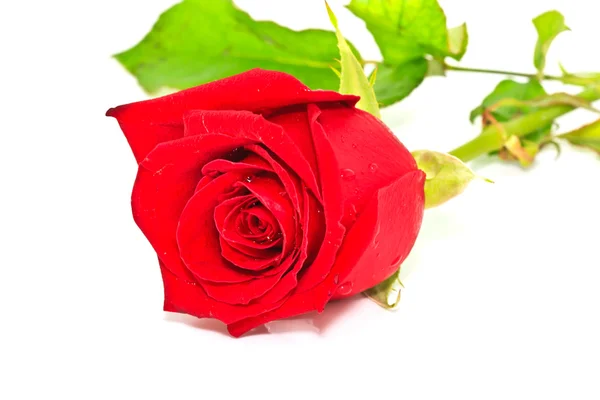 Obraz czerwona róża — Zdjęcie stockowe