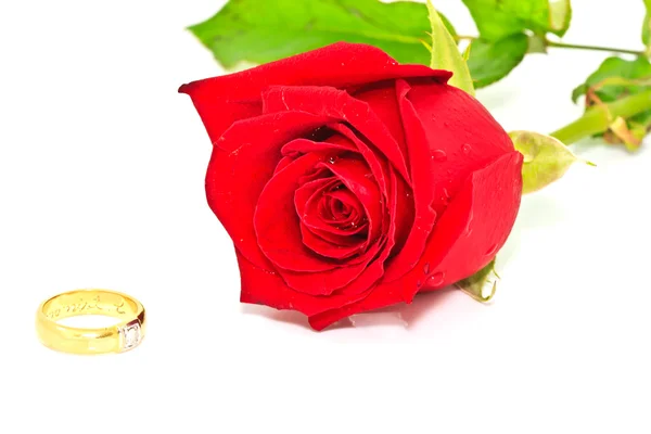 Ringe auf einem Hintergrund aus Rosen — Stockfoto