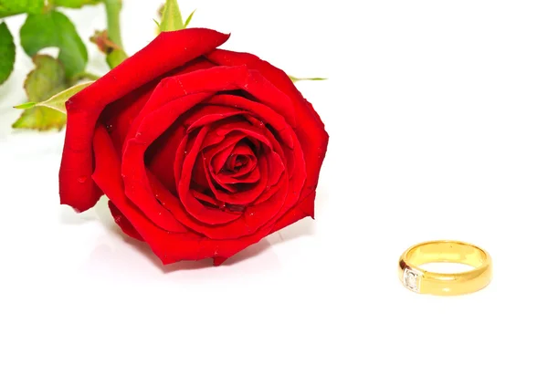 Rings on a background of roses — Stock Photo, Image