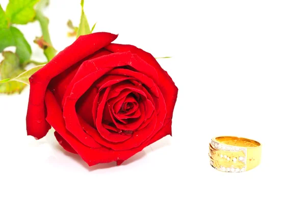 Anelli su uno sfondo di rose — Foto Stock