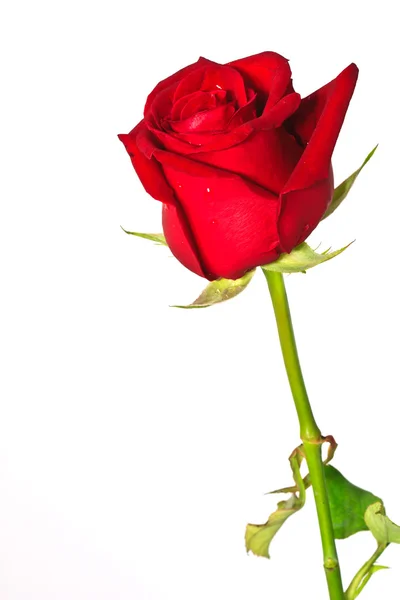 Billede af rød rose - Stock-foto