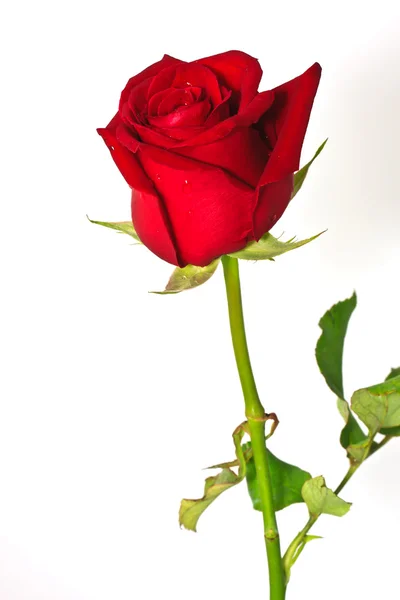 Image of red rose — Stock Photo, Image