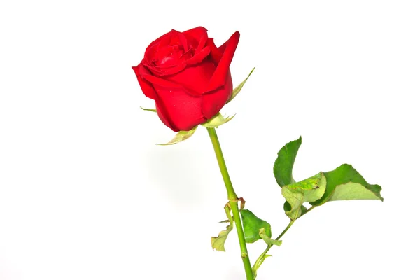 Image of red rose — Stock Photo, Image