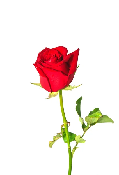 Image of red rose — Stock Photo, Image