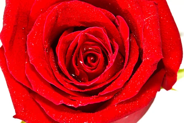 Image de rose rouge — Photo