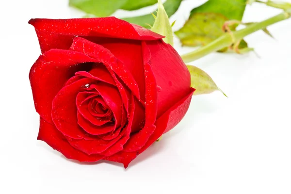 Image of red rose — Stock Photo, Image