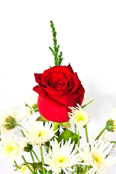 Bild der roten Rose — Stockfoto