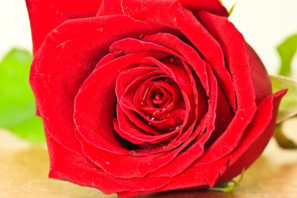 Obraz czerwona róża — Zdjęcie stockowe