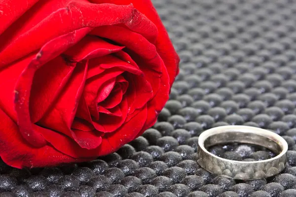 Δαχτυλίδια σε φόντο των τριαντάφυλλων — Φωτογραφία Αρχείου