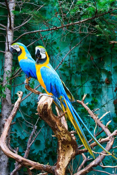 Beautiful parrots — Stock Photo, Image