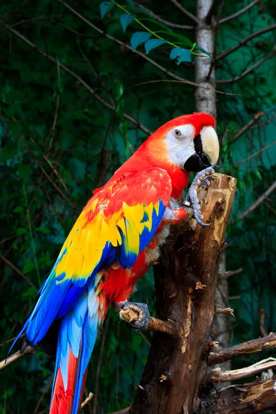 Mooie papegaaien — Stockfoto