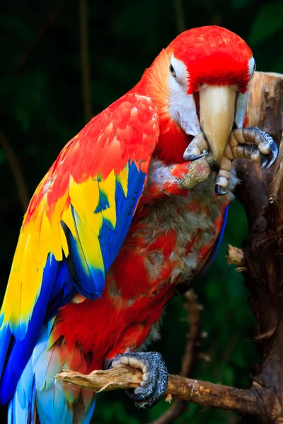 Beautiful parrots — Stock Photo, Image