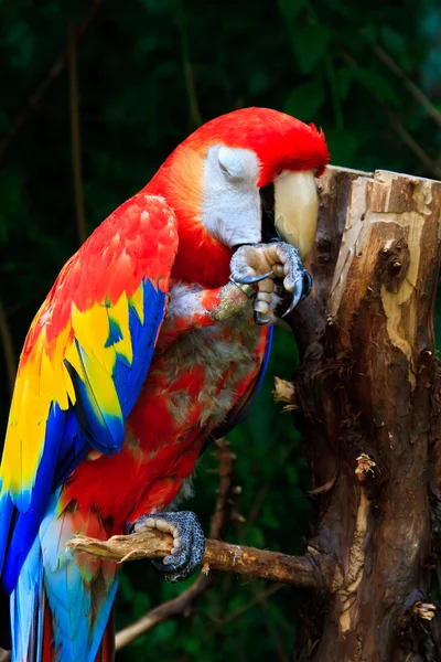 Beautiful parrots — Stock Photo, Image