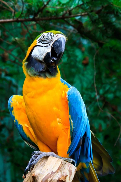 Beautiful parrots — Stock Photo, Image