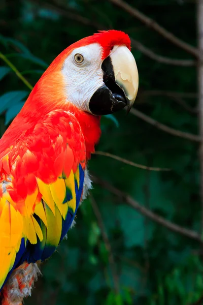 Bellissimi pappagalli — Foto Stock
