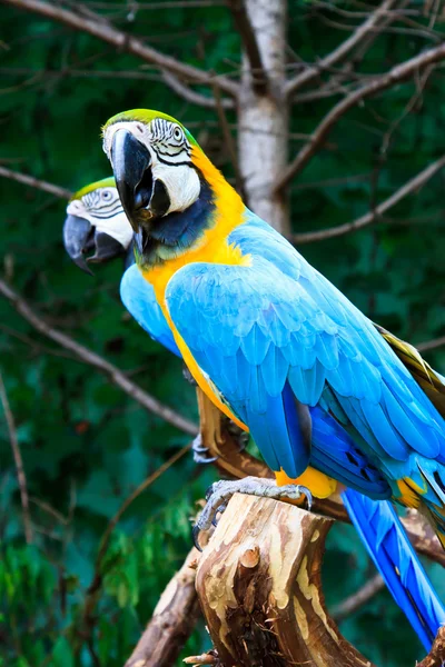 Beautiful parrots — Stock Photo, Image