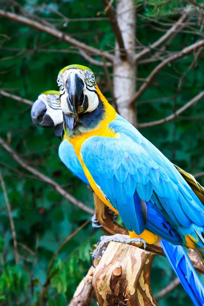 Hermosos loros — Foto de Stock