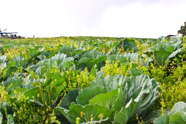 bahar zamanı alanlarına marul görüntüsü
