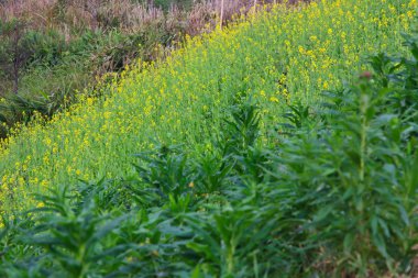 Kışın güzel dağ manzarası