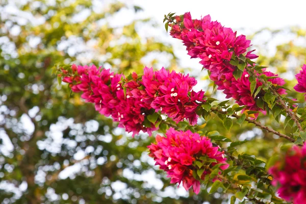 Rosa blomma — Stockfoto