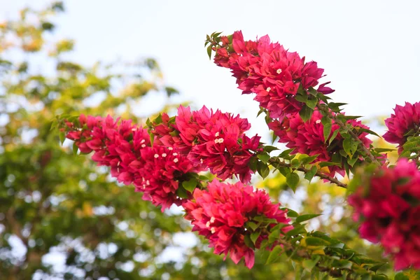 Rosa blomma — Stockfoto