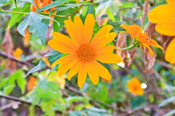 Gul blomma — Stockfoto