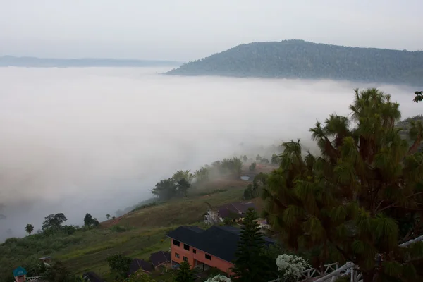 Fog in the forest — Stock Photo, Image