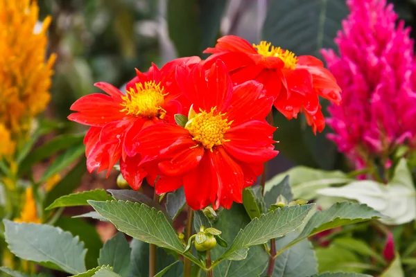 Röd blomma — Stockfoto