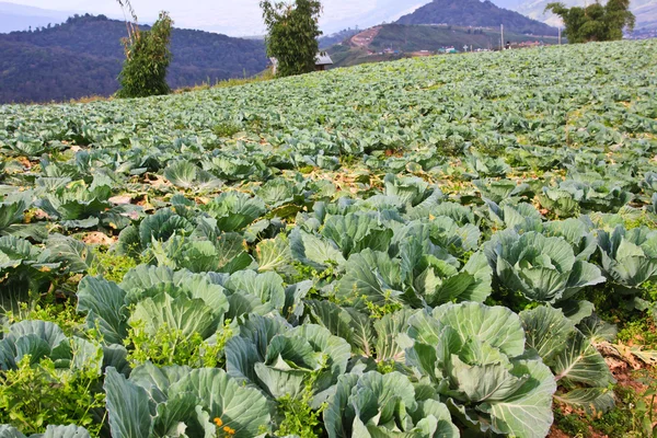 Εικόνα της στους τομείς μαρούλι άνοιξη — Φωτογραφία Αρχείου